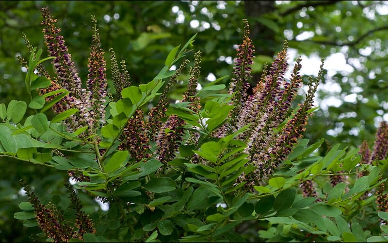 Ouachita indigobush (Amorpha ouachitensis) purple flower spikes among compound leaves on a wild shrub