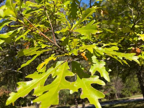 Overcup oak (Quercus lyrata) leaves in October sun, lyre-shaped, narrow at the base and broad at the tip, two turning color