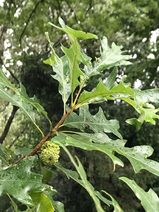 Overcup oak (Quercus lyrata) lyre-shaped leaves and a green acorn almost enclosed by its cup