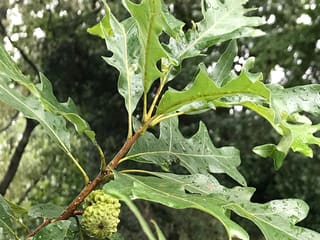 Overcup oak (Quercus lyrata) lyre-shaped leaves and a green acorn almost enclosed by its cup