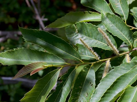 Ozark chinquapin (Castanea ozarkensis) long toothed leaves and pale flower catkins in June