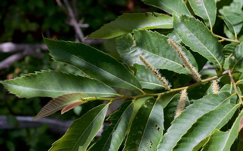 Ozark chinquapin (Castanea ozarkensis) long toothed leaves and pale flower catkins in June