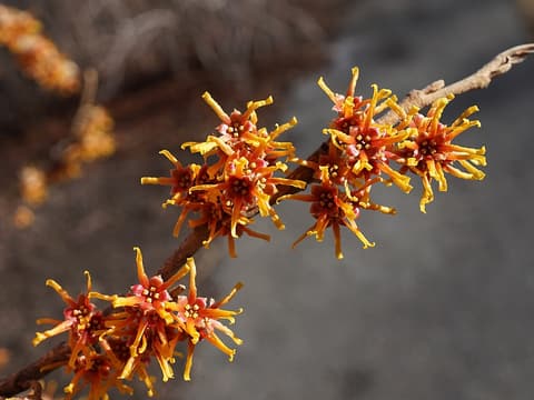 Ozark witch hazel (Hamamelis vernalis) red-centered orange flowers on a bare winter branch