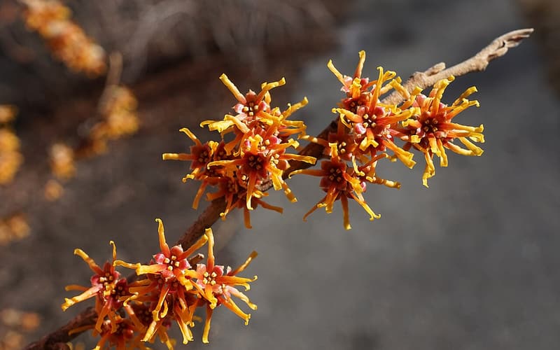 Ozark witch hazel (Hamamelis vernalis) red-centered orange flowers on a bare winter branch