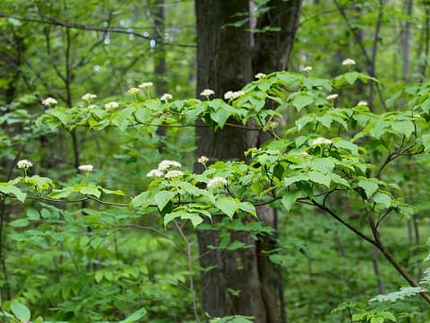 Pagoda dogwood (Cornus alternifolia) level tiers of branches with cream flower clusters in a woodland