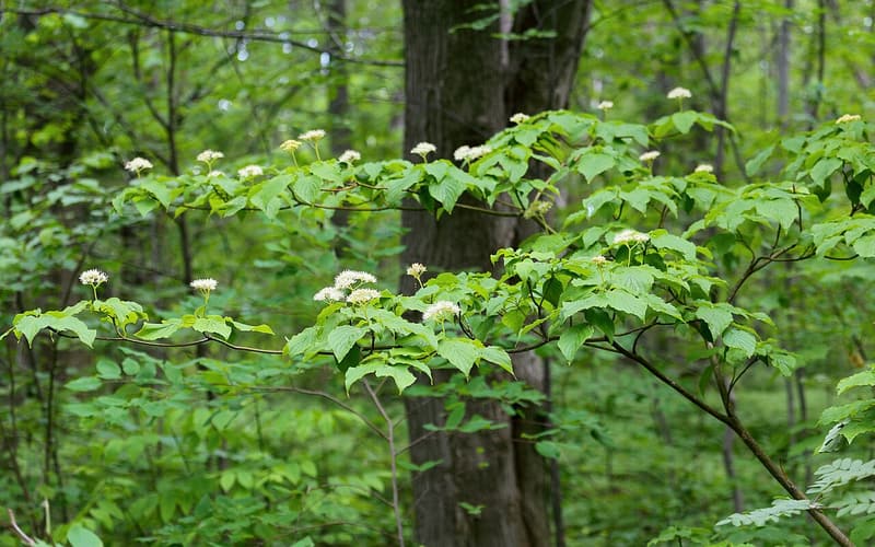Pagoda dogwood (Cornus alternifolia) level tiers of branches with cream flower clusters in a woodland