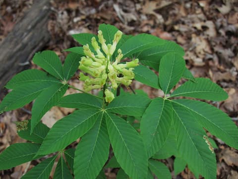 Painted buckeye (Aesculus sylvatica) upright cluster of yellow-green flowers above palmate leaves