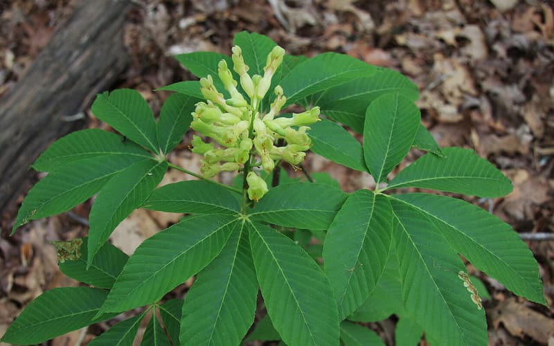 Painted buckeye (Aesculus sylvatica) upright cluster of yellow-green flowers above palmate leaves