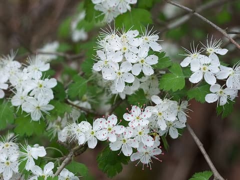 Parsley hawthorn (Crataegus marshallii) white flowers with red anthers among parsley-cut leaves