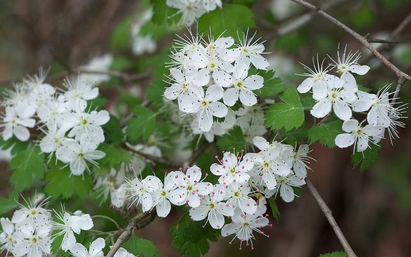 Parsley hawthorn (Crataegus marshallii) white flowers with red anthers among parsley-cut leaves