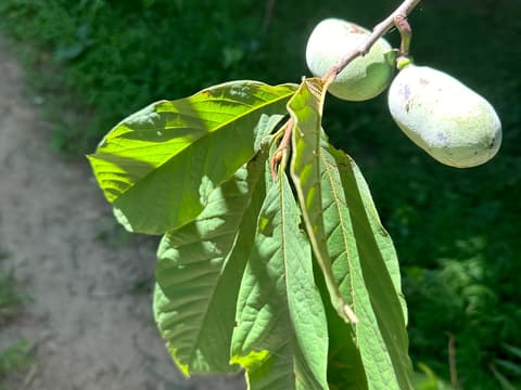 Two green pawpaw (Asimina triloba) fruits hanging from a branch beneath the large drooping leaves in late June