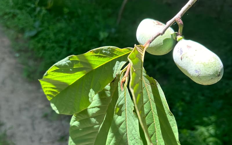 Two green pawpaw (Asimina triloba) fruits hanging from a branch beneath the large drooping leaves in late June, a path behind