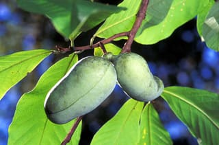 Two green pawpaw (Asimina triloba) fruits hanging beneath the large leaves