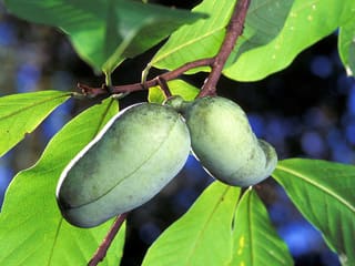 Two green pawpaw (Asimina triloba) fruits hanging beneath the large leaves