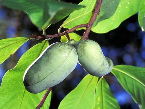 Two green pawpaw (Asimina triloba) fruits hanging beneath the large leaves