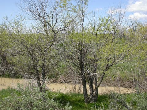Peachleaf willow (Salix amygdaloides) multi-trunked trees leafing out beside a muddy prairie stream