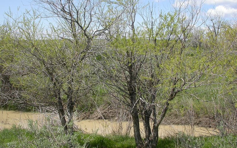 Peachleaf willow (Salix amygdaloides) multi-trunked trees leafing out beside a muddy prairie stream