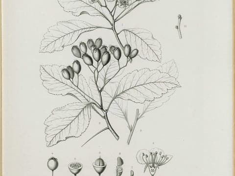 Pear hawthorn (Crataegus calpodendron) engraving of flowering and fruiting branches with oval haws