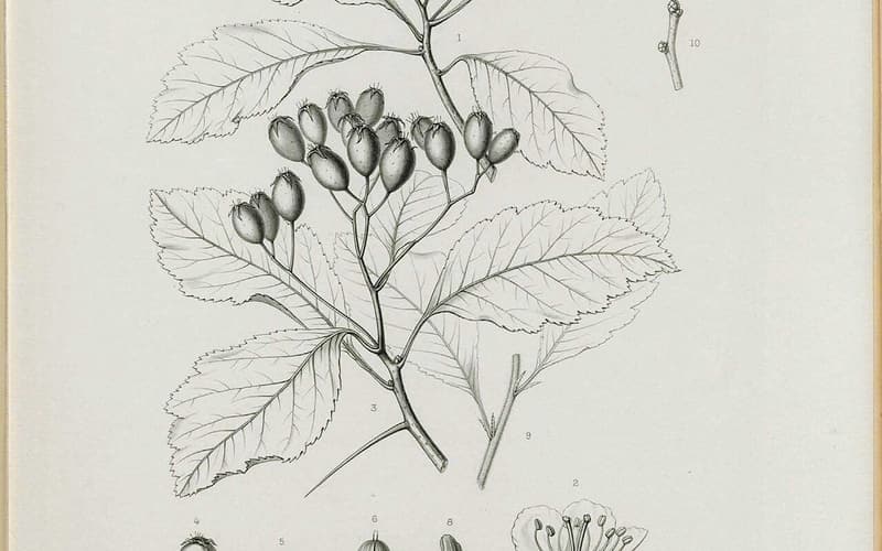 Pear hawthorn (Crataegus calpodendron) engraving of flowering and fruiting branches with oval haws