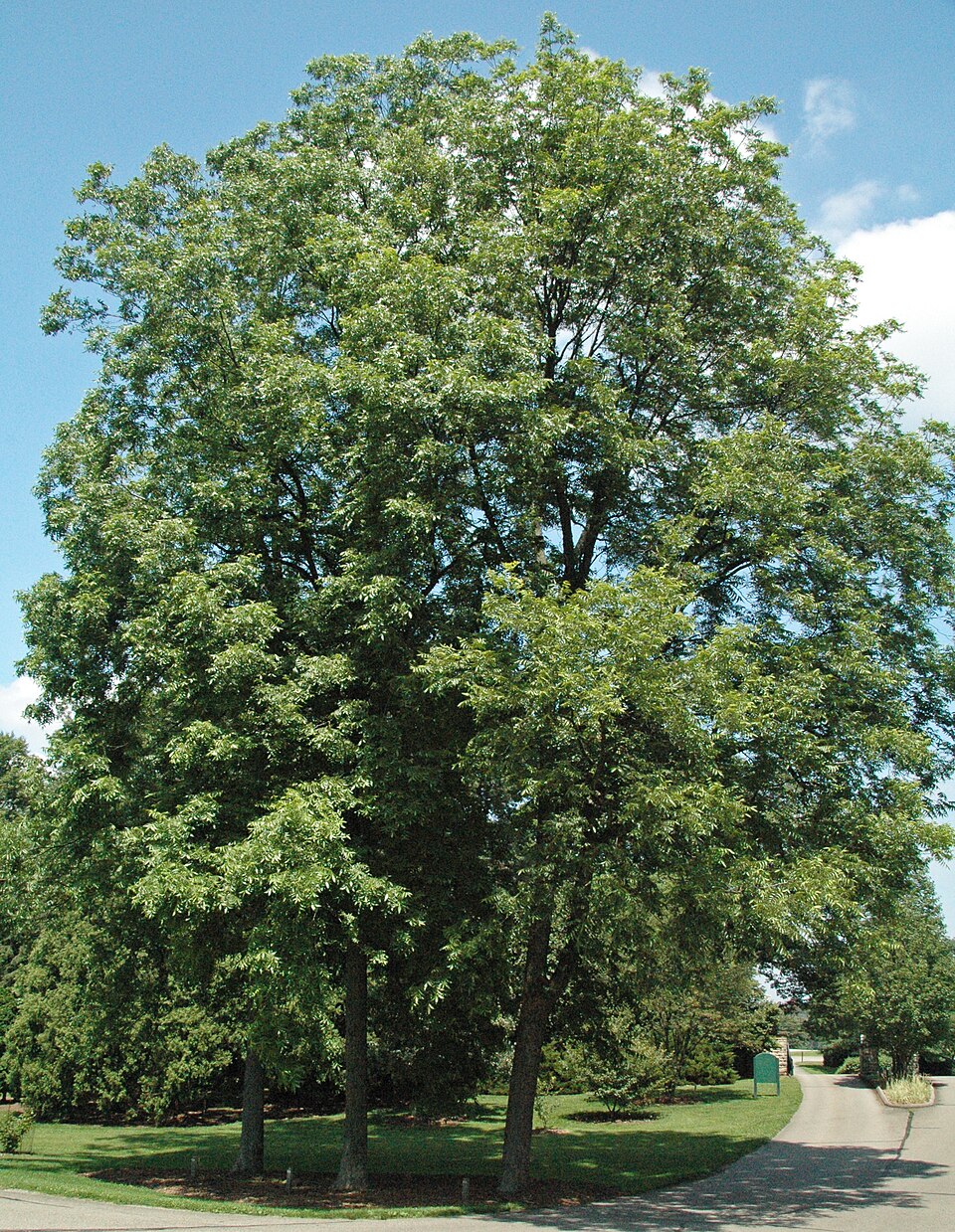 Northern Pecan (Carya illinoinensis)