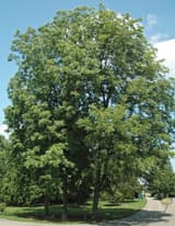 Large pecan (Carya illinoinensis) with a broad green crown in summer beside a park drive under a blue sky