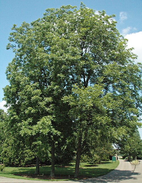 Northern Pecan (Carya illinoinensis)