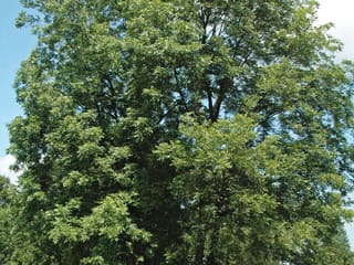 Large pecan (Carya illinoinensis) tree crown in summer