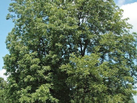 Large pecan (Carya illinoinensis) tree crown in summer