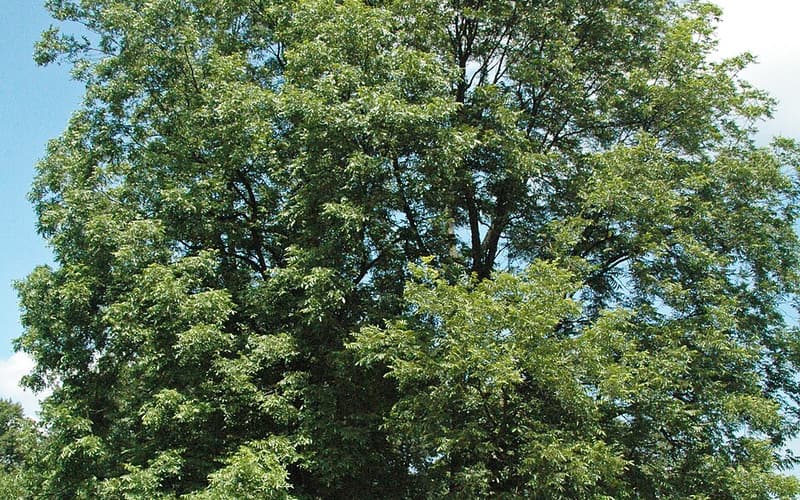 Large pecan (Carya illinoinensis) with a broad green crown in summer beside a park drive under a blue sky