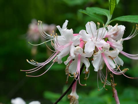Piedmont azalea (Rhododendron canescens) cluster of pink-tubed flowers with long arching stamens
