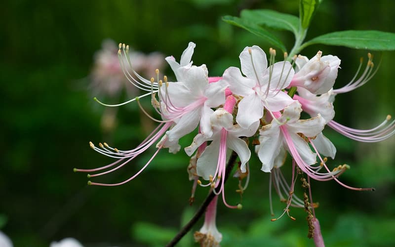 Piedmont azalea (Rhododendron canescens) cluster of pink-tubed flowers with long arching stamens