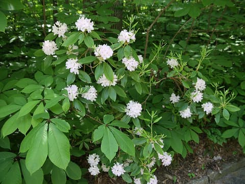 Piedmont rhododendron (Rhododendron minus) shrub in bloom with pale pink flower clusters