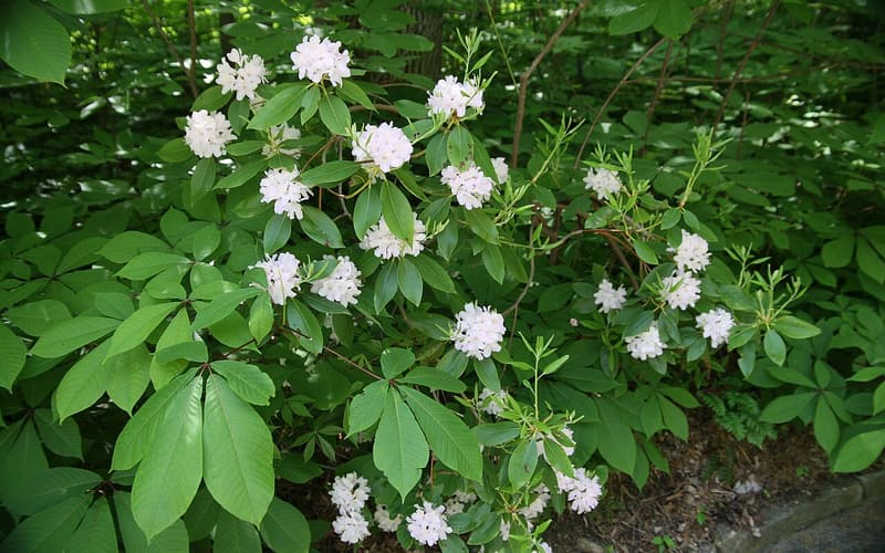 Piedmont rhododendron (Rhododendron minus) shrub in bloom with pale pink flower clusters