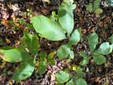 Pignut hickory (Carya glabra) seedling leaves with five toothed leaflets, the end three largest, over fallen leaves