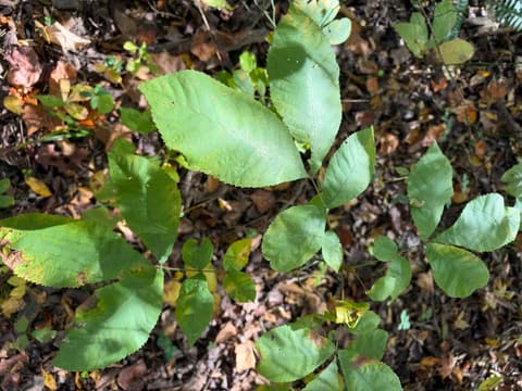 Pignut hickory (Carya glabra) seedling leaves with five toothed leaflets, the end three largest, over fallen leaves