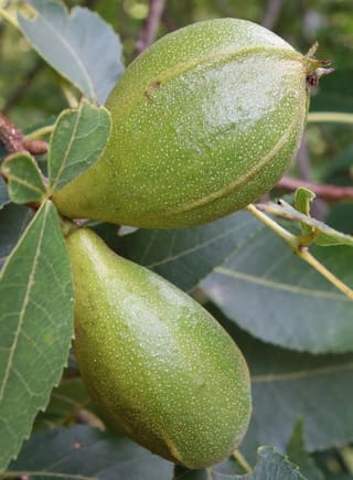 Pignut hickory (Carya glabra) twig in August with two pear-shaped green husks among the leaves