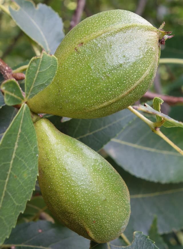 Pignut hickory (Carya glabra) twig in August with two pear-shaped green husks among the leaves