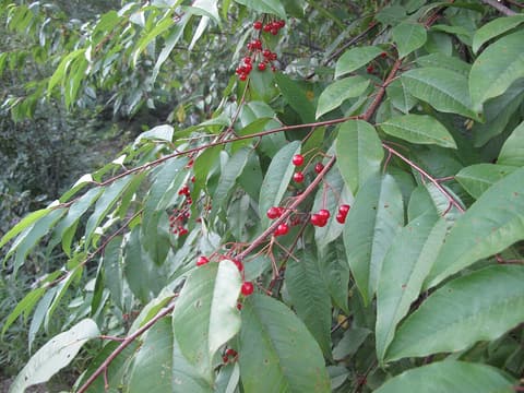 Pin cherry (Prunus pensylvanica) branch of long narrow leaves with clusters of bright red cherries