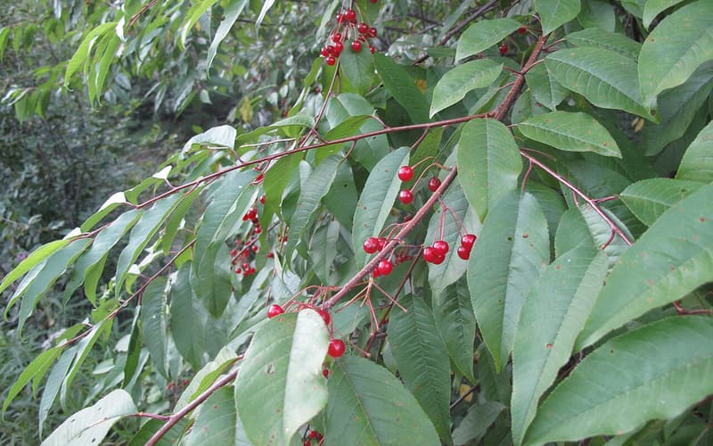 Pin cherry (Prunus pensylvanica) branch of long narrow leaves with clusters of bright red cherries