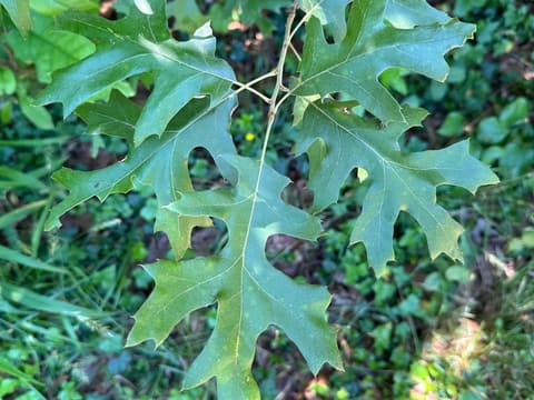 Pin oak (Quercus palustris) leaves in late May with deep, rounded sinuses and narrow lobes ending in bristle tips