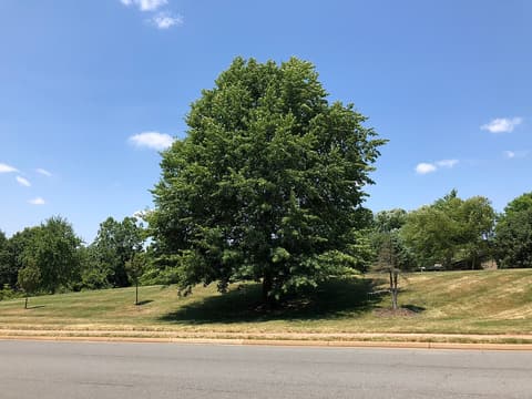 Pin oak (Quercus palustris) in full summer leaf on a lawn beside a road