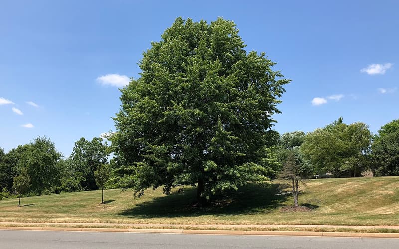Pin oak (Quercus palustris) in full summer leaf on a lawn beside a road