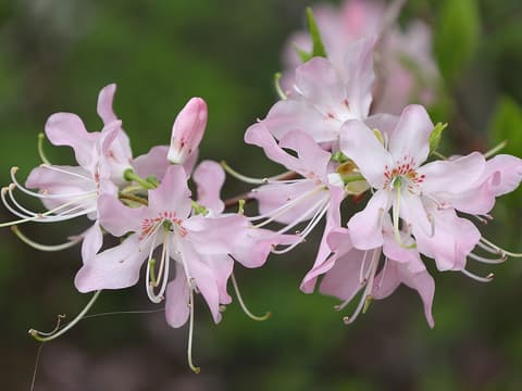 Pinkshell azalea (Rhododendron vaseyi) pale pink flowers with long stamens on bare twigs
