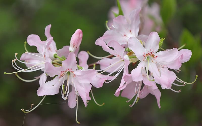 Pinkshell azalea (Rhododendron vaseyi) pale pink flowers with long stamens on bare twigs