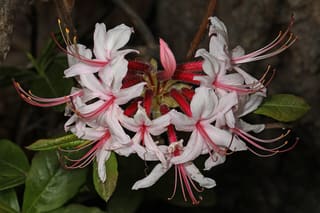 Pinxterbloom azalea (Rhododendron periclymenoides) flower cluster, pale pink with long curved stamens, in northern Virginia