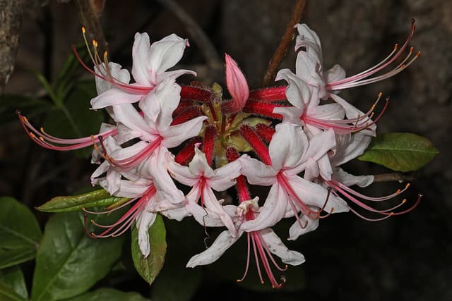 Pinxterbloom azalea (Rhododendron periclymenoides) flower cluster, pale pink with long curved stamens, in northern Virginia