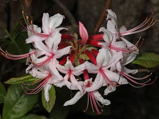 Pinxterbloom azalea (Rhododendron periclymenoides) flower cluster, pale pink with long curved stamens, in northern Virginia