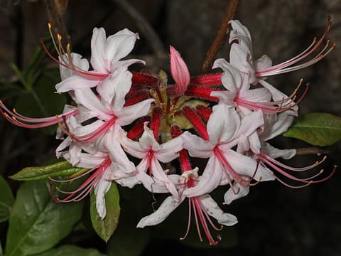 Pinxterbloom azalea (Rhododendron periclymenoides) flower cluster, pale pink with long curved stamens, in northern Virginia
