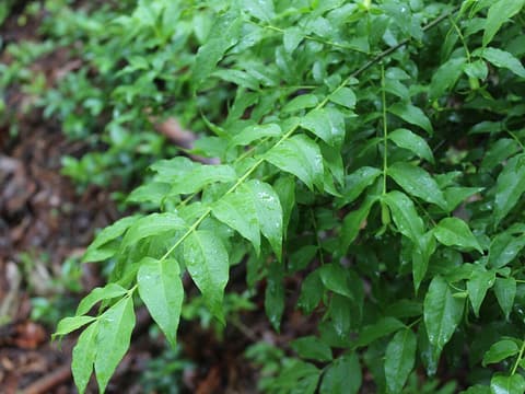 Piratebush (Buckleya distichophylla) leafy branches with lance-shaped leaves set in two flat rows