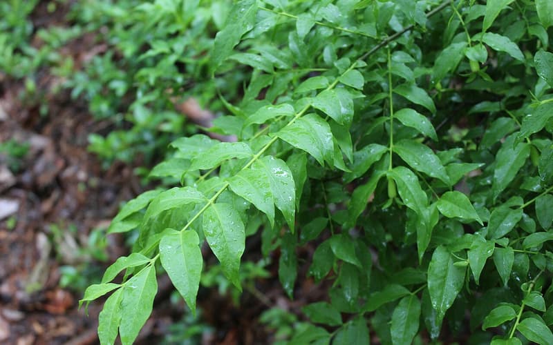 Piratebush (Buckleya distichophylla) leafy branches with lance-shaped leaves set in two flat rows